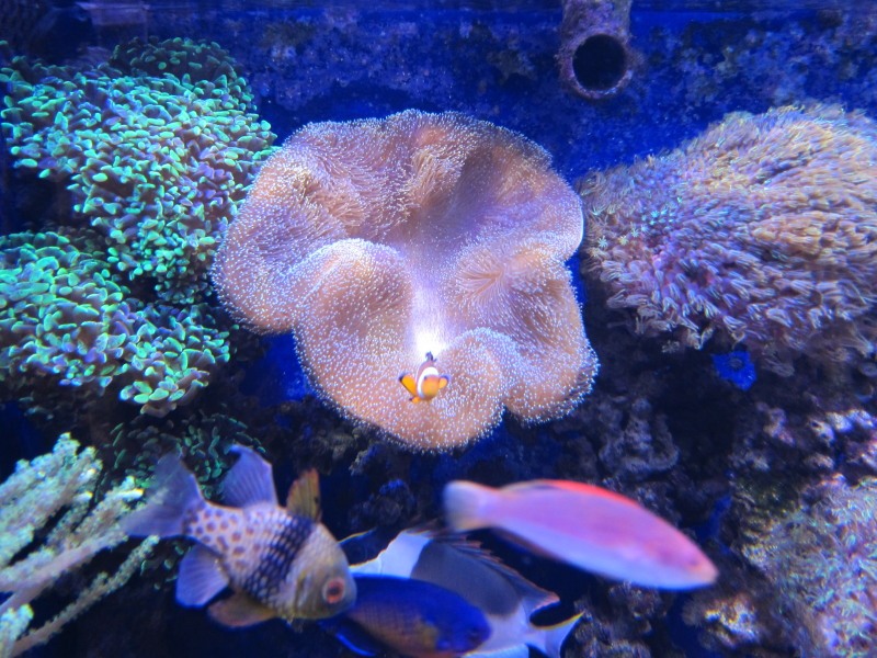 shroom.jpg