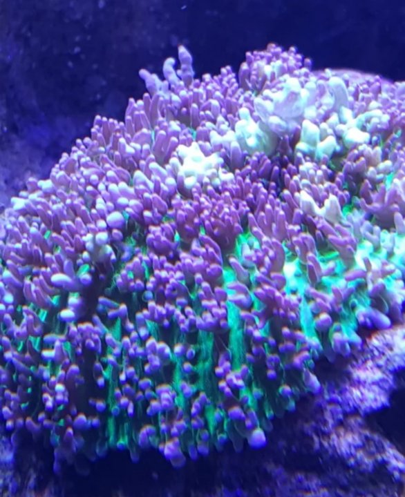 SmartSelect_20181120-141037_Samsung Internet.jpg