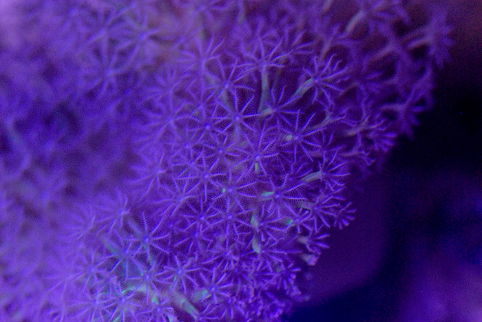 snow_sm_o2.jpg