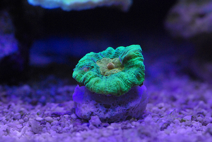 space-invader-pectinia.jpg