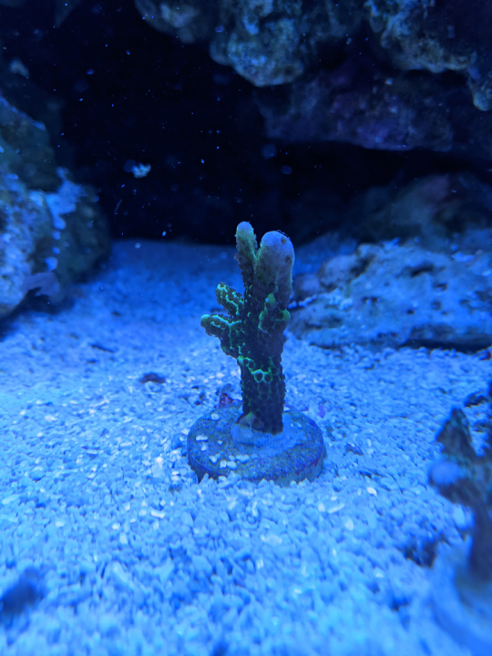 Spongodes.png