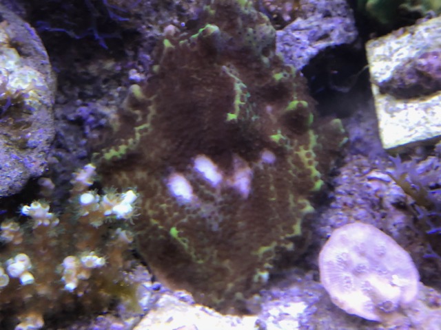spongprob.jpg