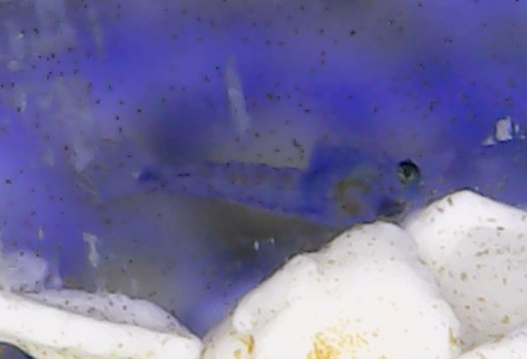 Squists RSR 250 Hermit Crab Fry 20200325.png