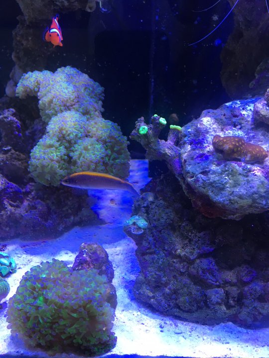 Sunrise Dottyback.JPG