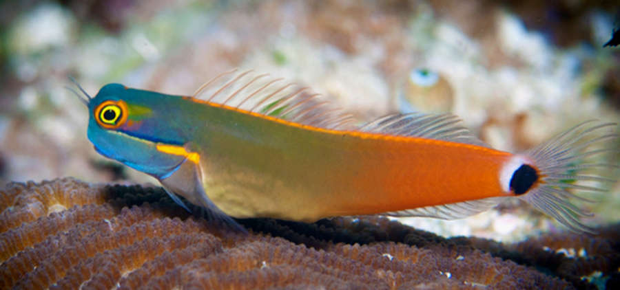 tailspot blenny.jpg