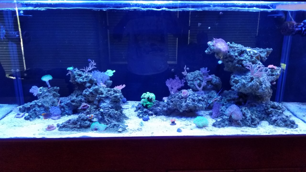 Tank 5-5-18.jpg