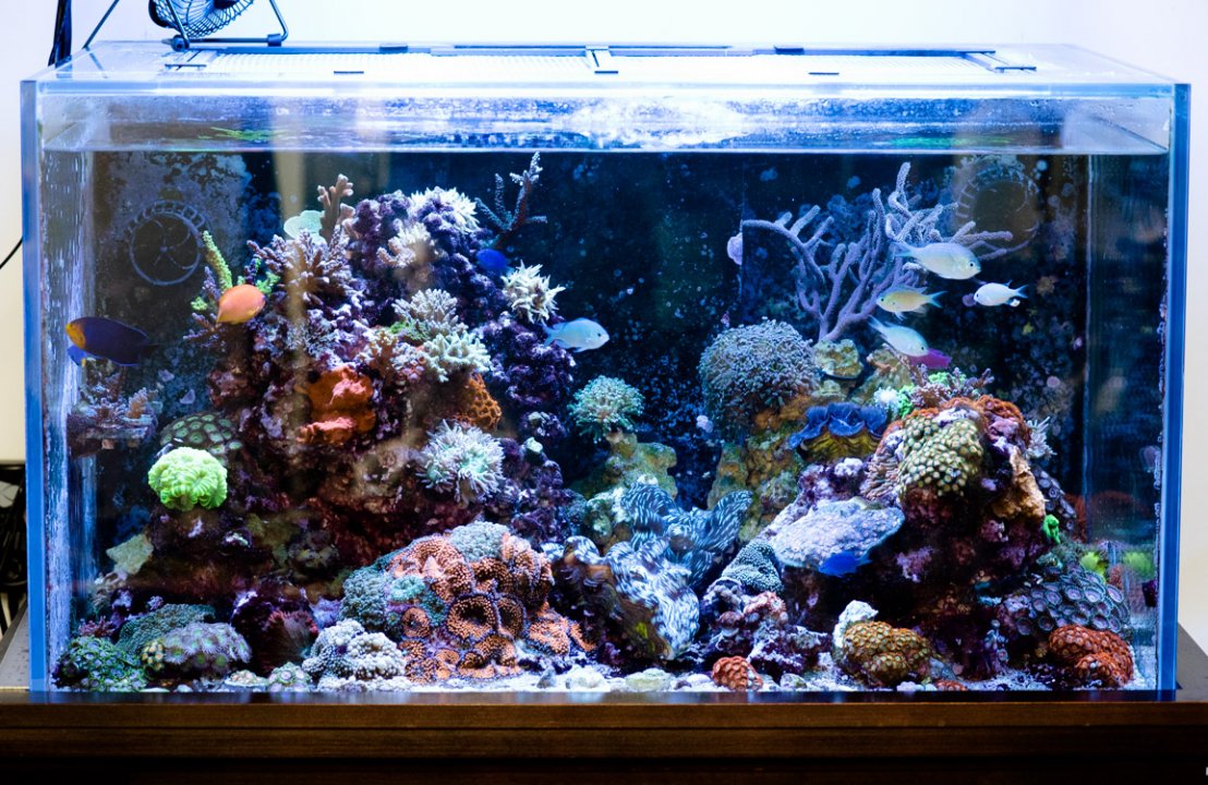 Tank Now.jpg