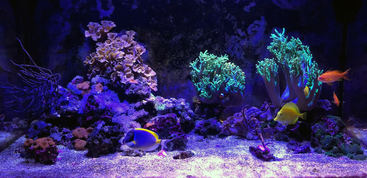 Tank2019-01-06.jpg