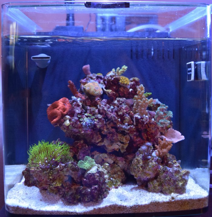 Imagitarium 3.7 gallon tank cheap