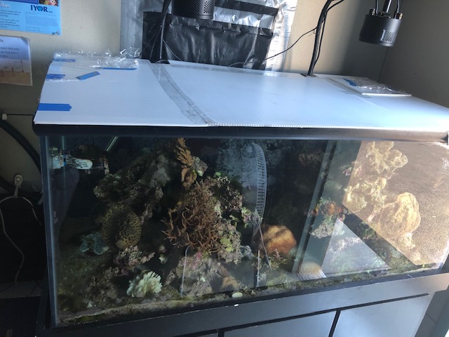 tanksummercleaning.jpg