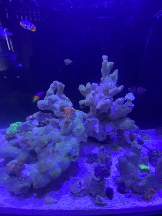tempImagetPa39x.jpg