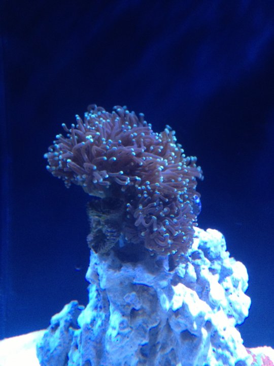 Torch 1.JPG