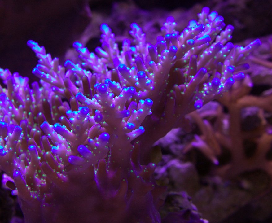 tri color acro close up.jpg