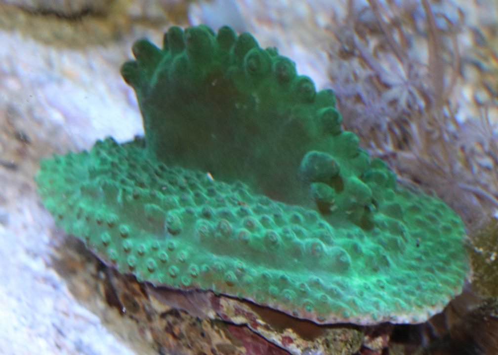 Turbinaria.jpg