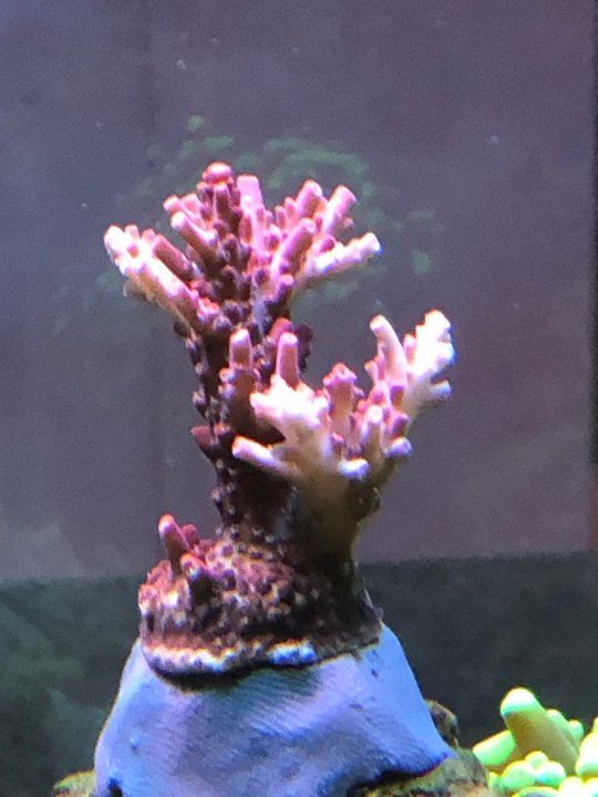 ultimo-pinky.jpg