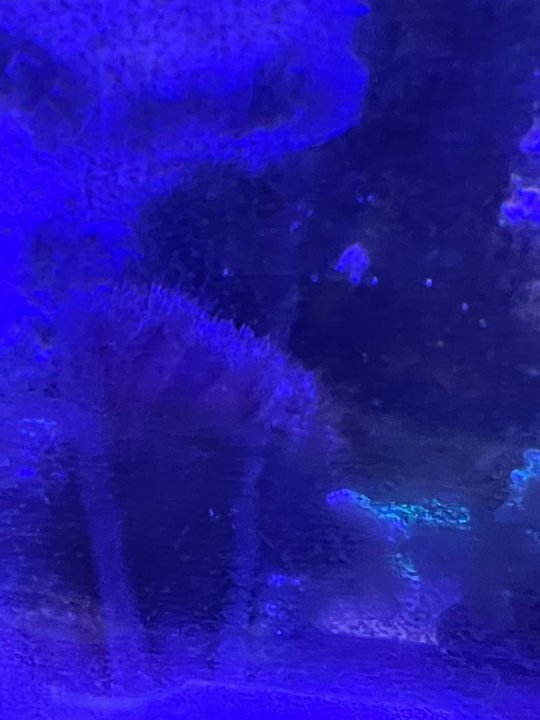 urchin.jpg