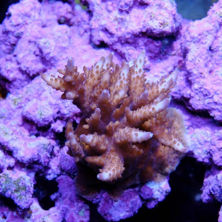 vivid 210126.jpg