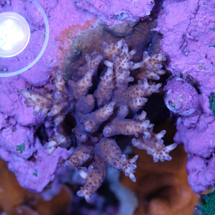 vivid 210528.jpg
