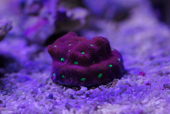 war coral.JPG