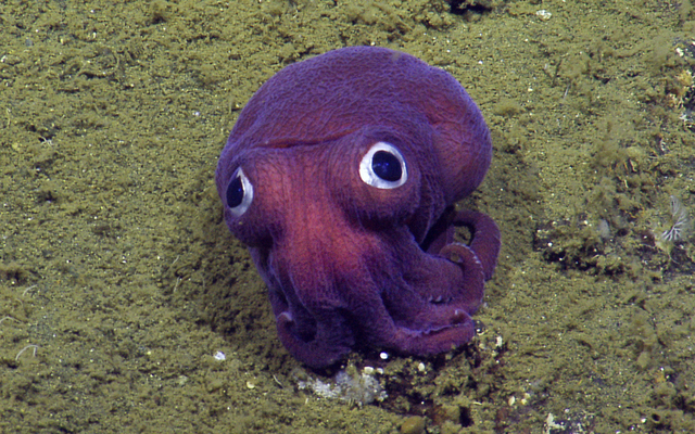 web1_20160818_Googly-Eyed-Stubby-Squid.jpg