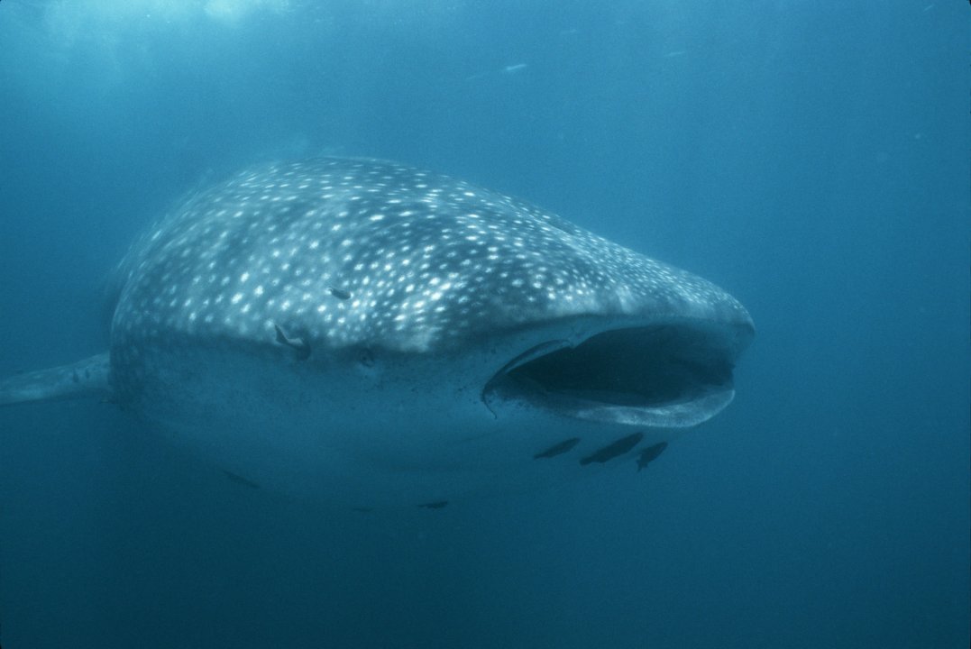 Whale shark.jpg