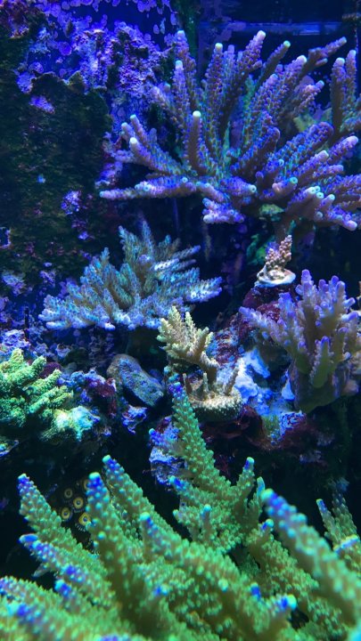 WWC Yellow tip. Vinh.jpg
