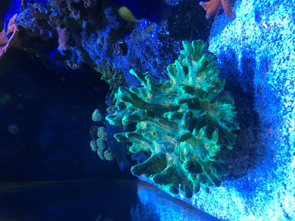 yellow pectini coral.jpg