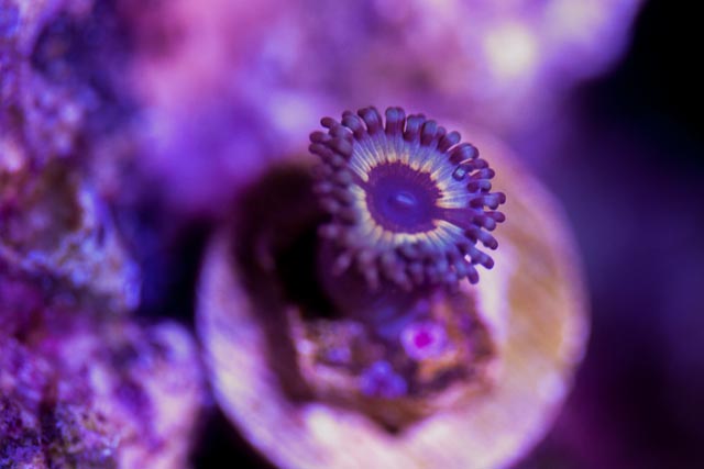 zoa-1-3.jpg