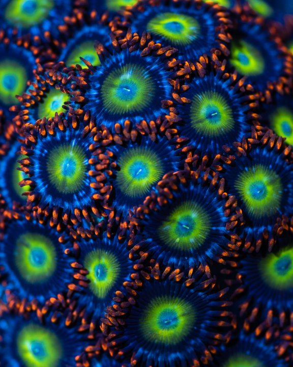 zoa-2.jpg