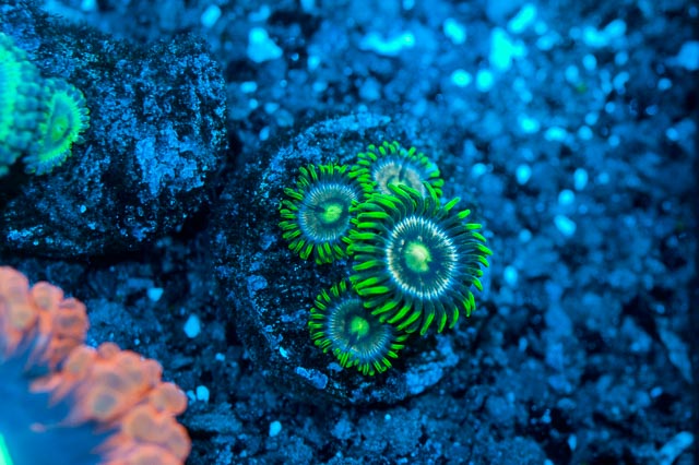 zoa-2.jpg