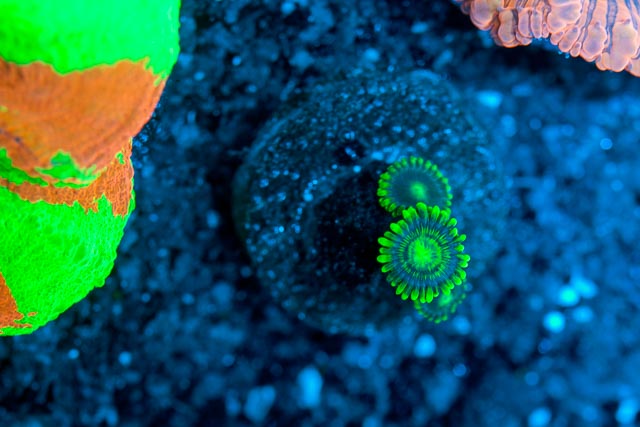 zoa-3.jpg