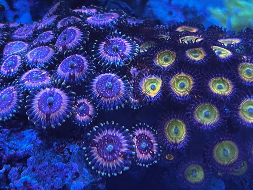 zoa.jpg