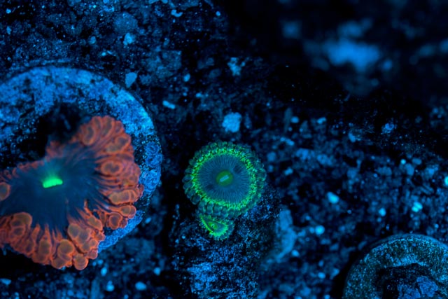 zoa.jpg