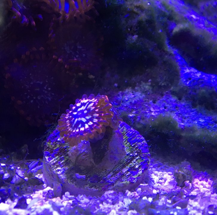 Zoa July.jpg