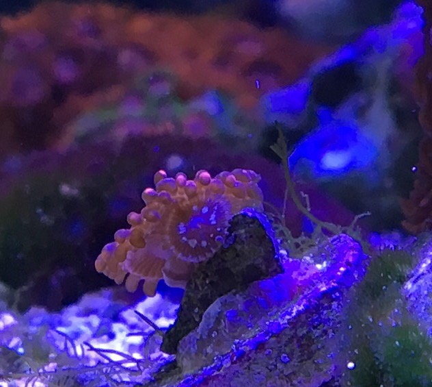 Zoa July side.jpg