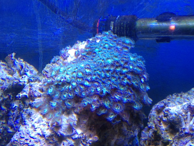 zoa.png