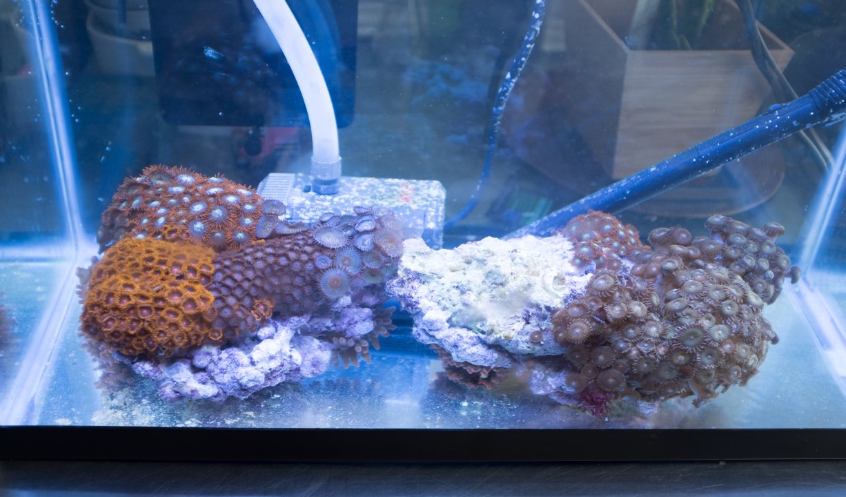 Zoa Rocks (1 of 4).jpg