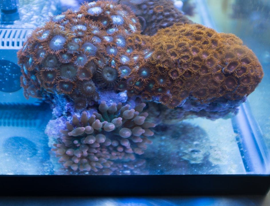 Zoa Rocks (2 of 4).jpg