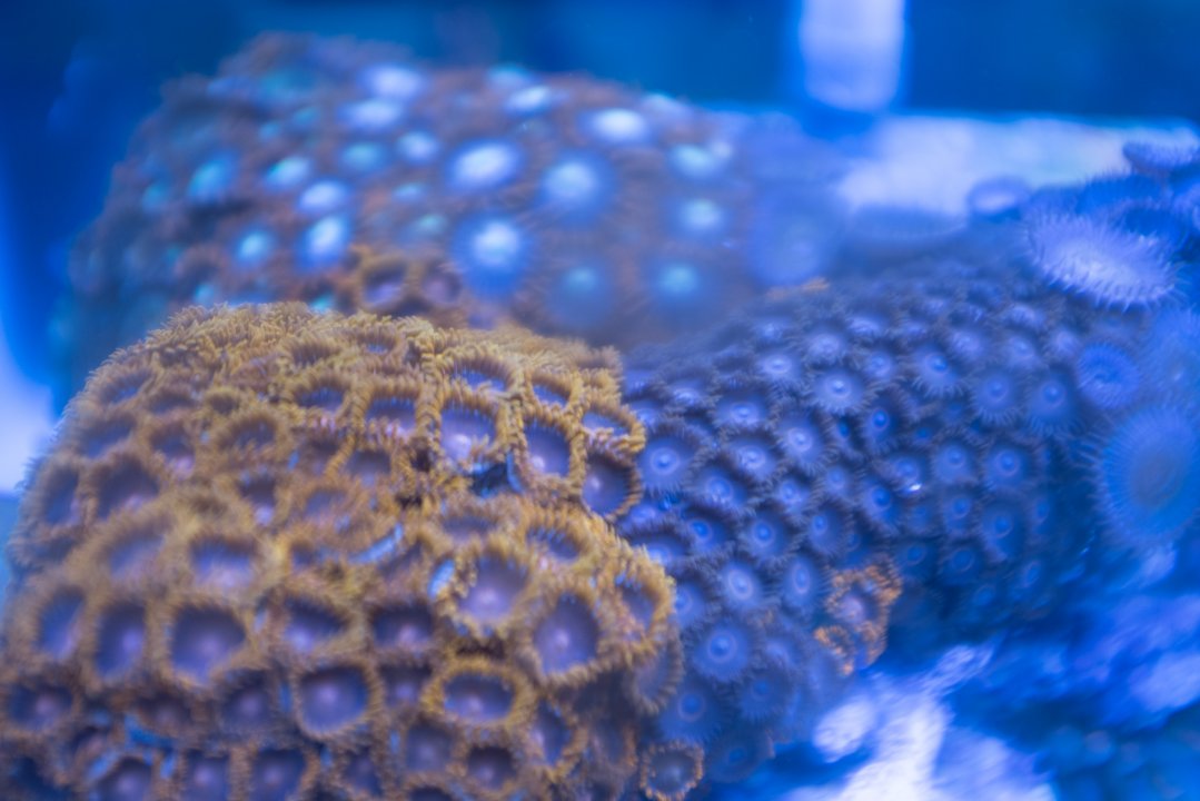 Zoa Rocks (3 of 4).jpg