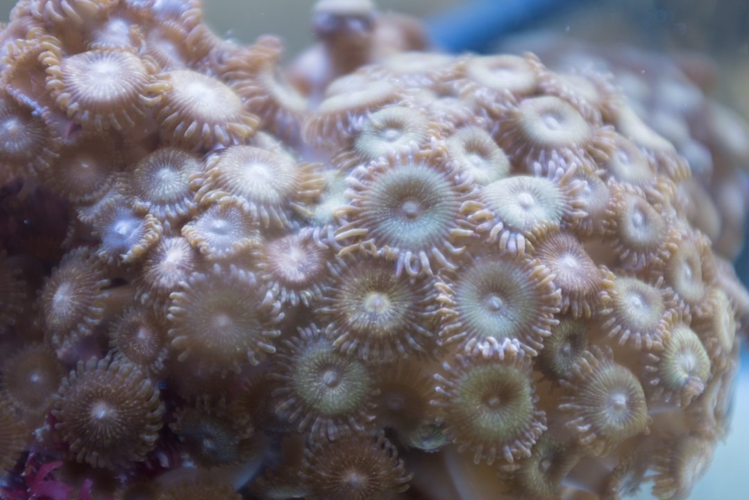 Zoa Rocks (4 of 4).jpg