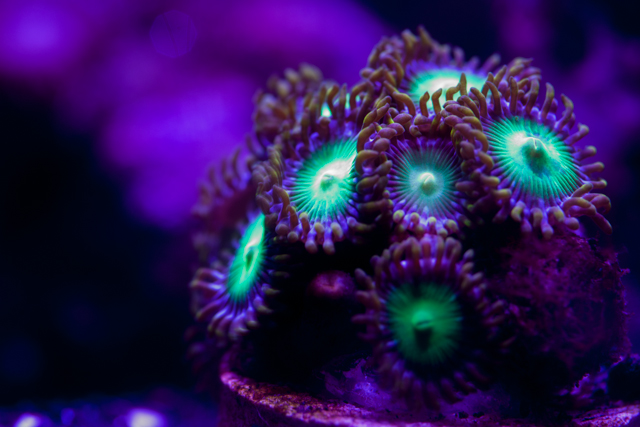 Zoa1.jpg
