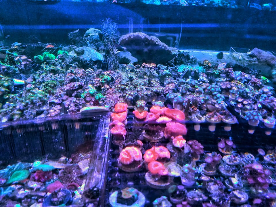 zoa1.jpg