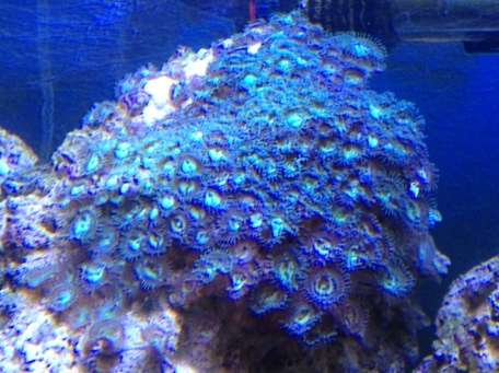 zoa1.png