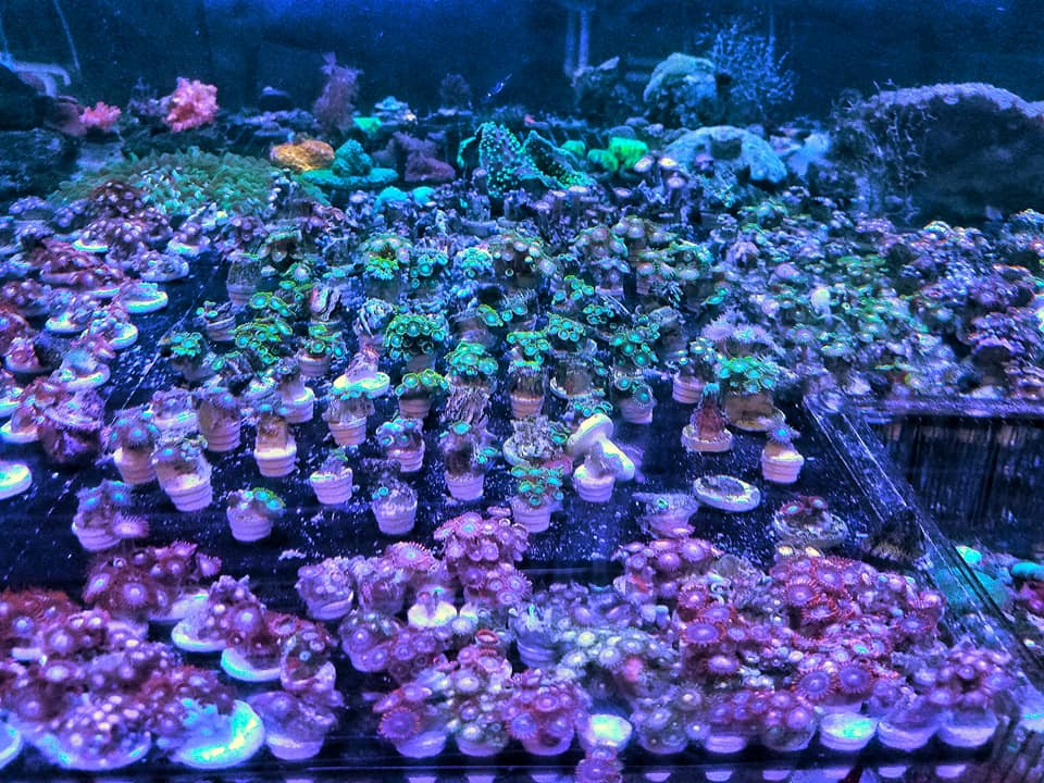 zoa2.jpg
