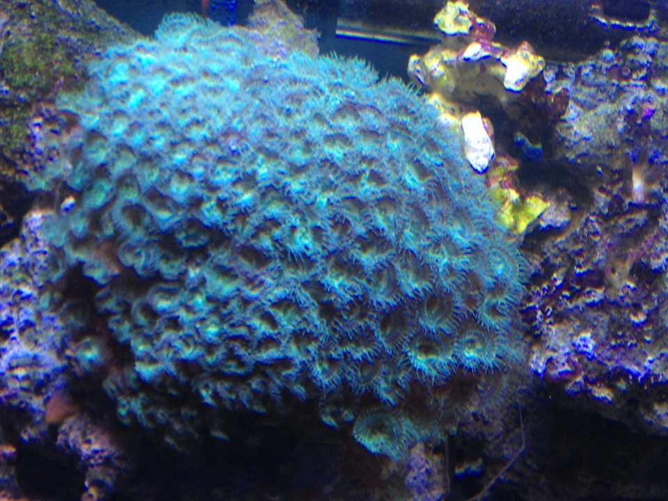 zoa2.png