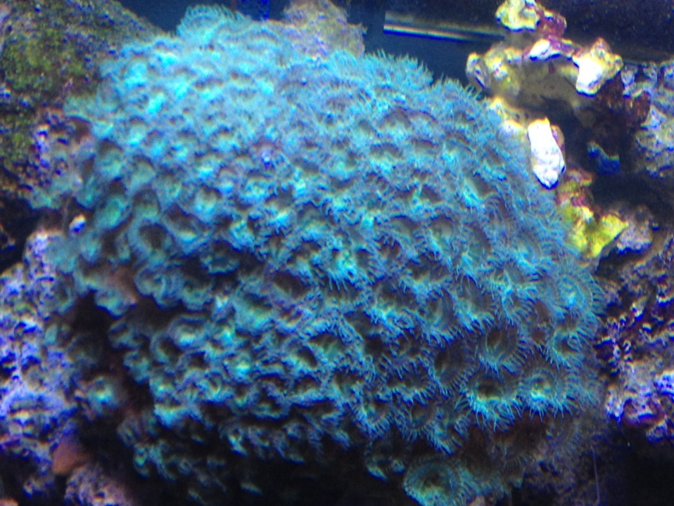 zoa2.png