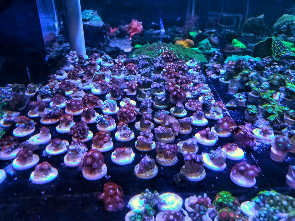 zoa3.jpg