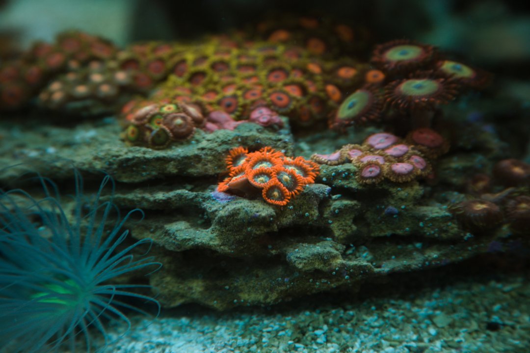 zoas.jpg