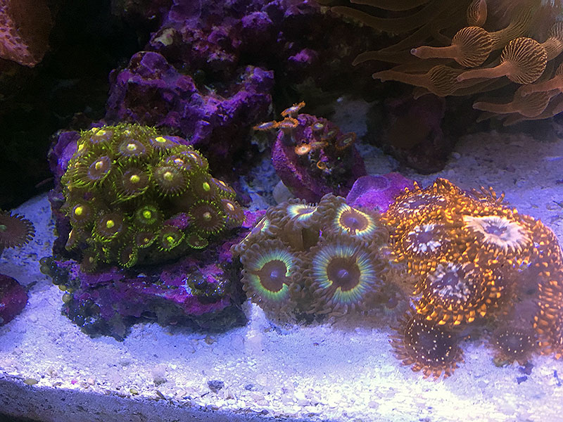 zoas.jpg