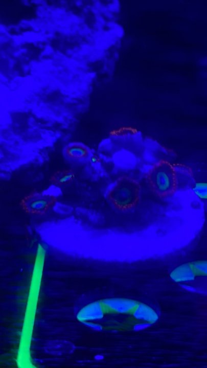 ZOAs2.jpg